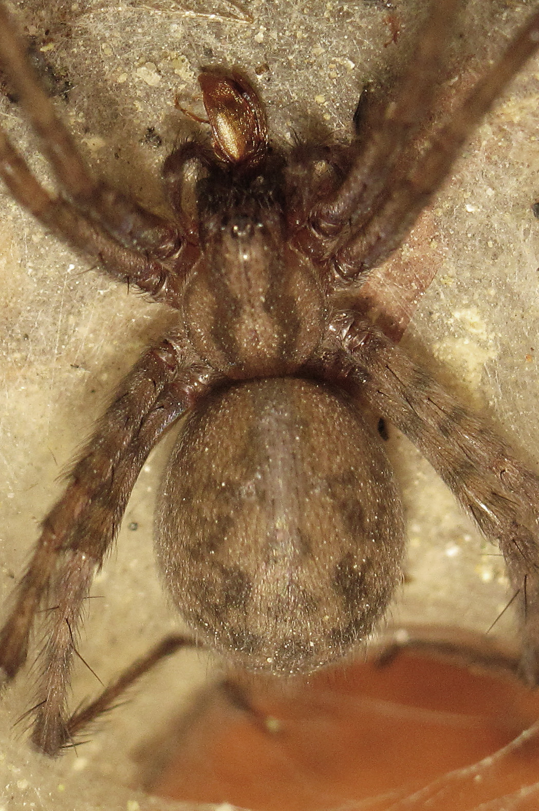 Barn funnel weaver SpiderSpotter